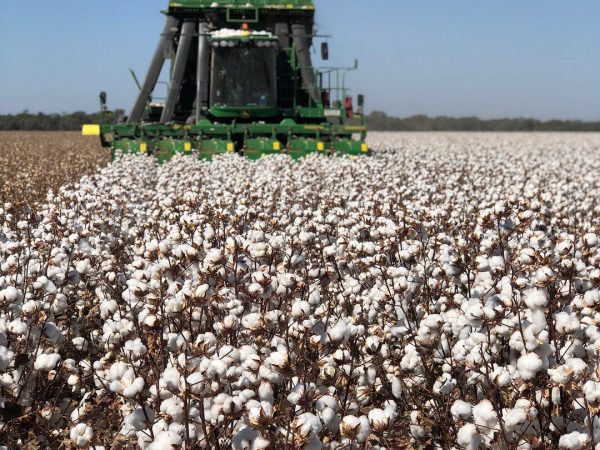 Most cotton in the USA, Australia and Europe is harvested using a mechanical picker that leaves the plant intact or a stripper which removes the entire boll.jpg
